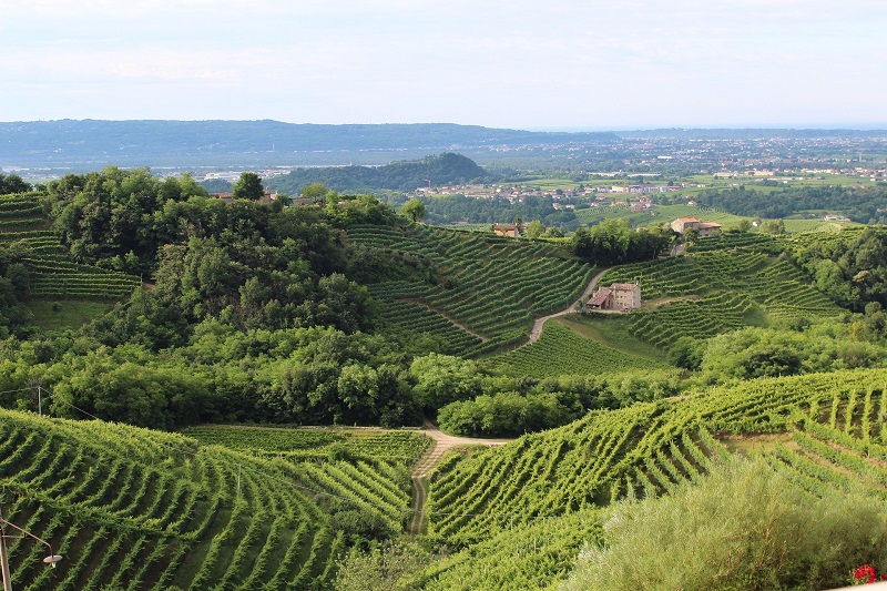 L’Italia del vino patrimonio dell’umanità
