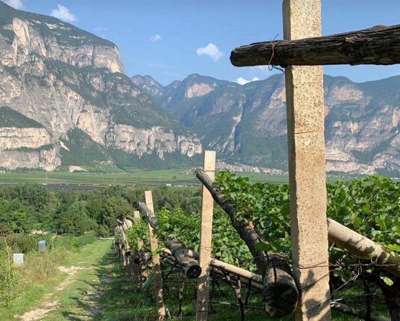 Il Trentino è la "Wine Region of the Year" secondo "Wine Enthusiast"